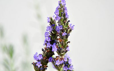 Lavanda