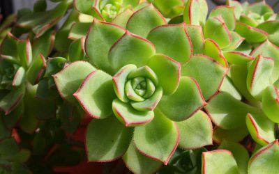 Kalanchoe