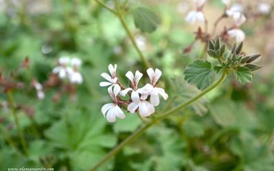 Malva olorosa blanca