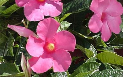 Mandevilla